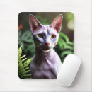 Search for hairless mouse mats Kitty