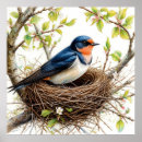 Search for it swallows posters Wildlife