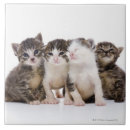 Search for four animals tiles Nature