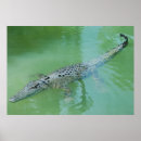 Search for croc posters Wildlife