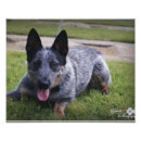 Search for blue heeler art Photography