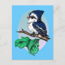Search for bluejays postcards Wildlife