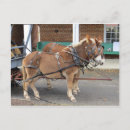 Search for mules postcards Animals