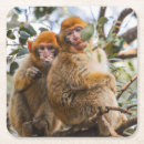 Search for monkey coasters Cute
