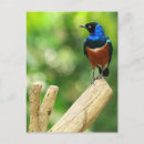 Search for starling postcards Animals