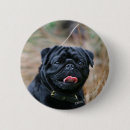 Search for black pug badges Carlin