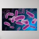 Search for bacteria posters Rod shape