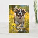 Search for st bernard cards Dog lover