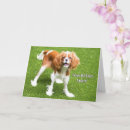 Search for cavalier cards Animal