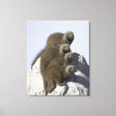 Search for four animals canvas prints Full length
