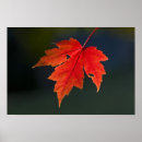 Search for red maple leaf posters Foliage