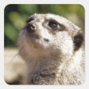 Search for meerkat stickers Cute