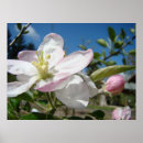 Search for apple blossom art Blossoms