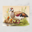 Search for ducklings postcards Water