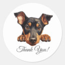 Search for dobermans stickers Doberman pinscher