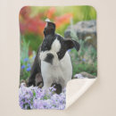 Search for boston terrier dog blankets Puppy