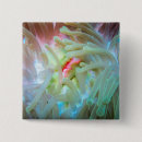 Search for anemone badges Underwater