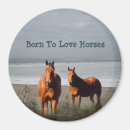 Search for colts magnets Animals