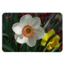 Search for daffodills magnets Pink