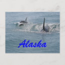 Search for calf postcards Alaska