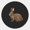 Search for wild rabbits stickers Hare