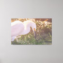 Search for white feather canvas prints Wildlife