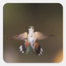 Search for broad tailed Wildlife