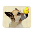 Search for dog magnets Animals