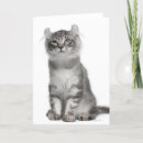 Search for curl cards Cute
