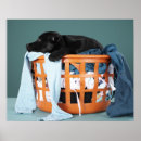 Search for sleeping dog posters Full length