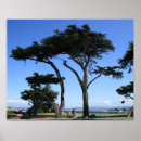 Search for monterey posters Nature