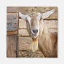 Search for billy goat magnets Animal