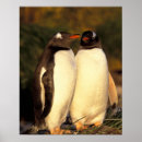 Search for two penguins posters Bird