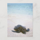 Search for transparent postcards Tropical climate