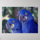 Search for hyacinth posters Parrot