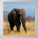 Search for african plains posters Elephant