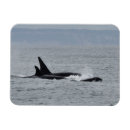 Search for straightness magnets Black and white