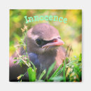 Search for innocent magnets Baby