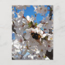 Search for bumblebees postcards Flowers