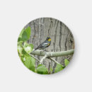 Search for warbler magnets Nature