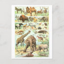 Search for elephant postcards Animal