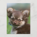 Search for liver postcards Dog