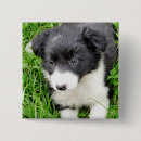 Search for border collie dog badges Animal