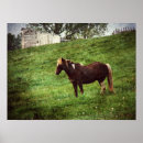 Search for pinto posters Equine