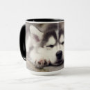 Search for siberian husky puppy mugs Alaskan malamute