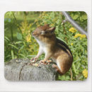 Search for chipmunk mouse mats Fall