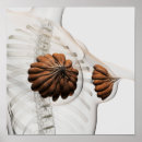 Search for gland posters Medicine