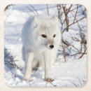 Search for wildlife coasters Carnivore