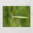 Search for damselfly Wildlife