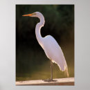 Search for egrets photography White